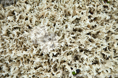 Image of North lichen - Cladonia