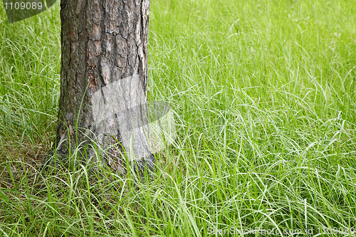 Image of Trunk of a fur-tree in grass