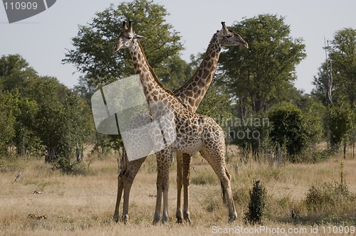 Image of Giraffes