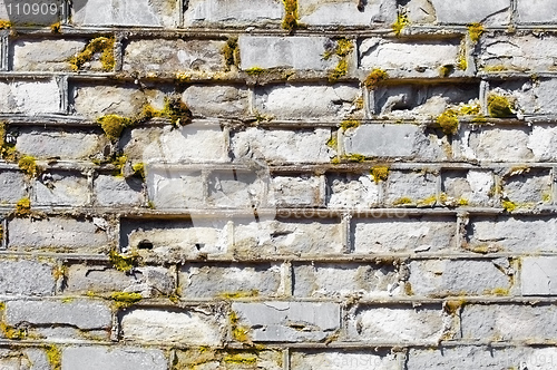 Image of Wall covered with moss with decayed bricks