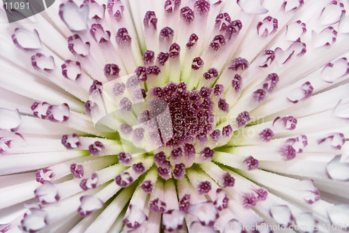 Image of Radiant Flower