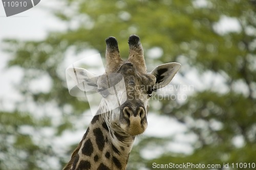 Image of Giraffe