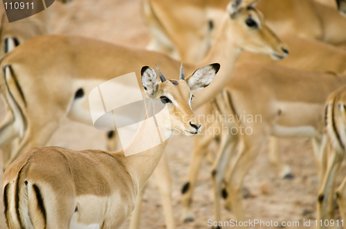 Image of Impala