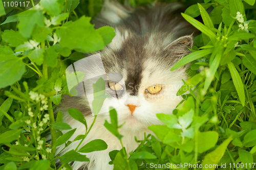 Image of Cat hiding in grass