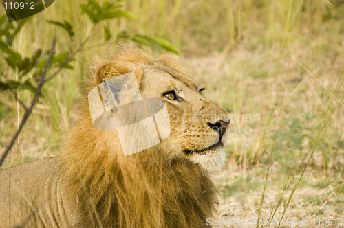 Image of Lion