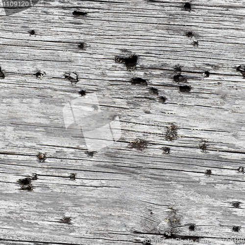 Image of Seamless texture - rotten wood