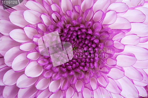 Image of Close up - center of violet flower
