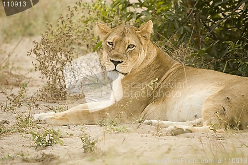 Image of Lioness