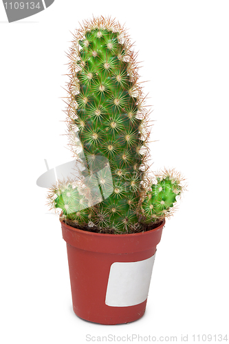 Image of Cactus like a penis on white background