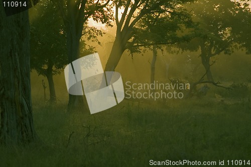 Image of Sunrise in Africa