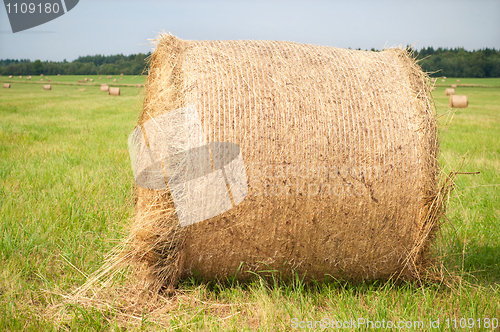 Image of Shot of hay