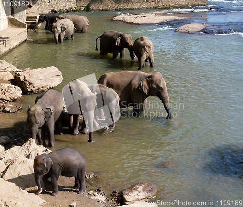 Image of Elephants bathing