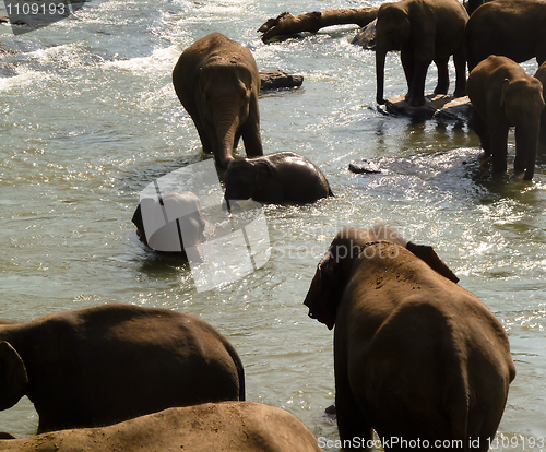 Image of Elephants bathing