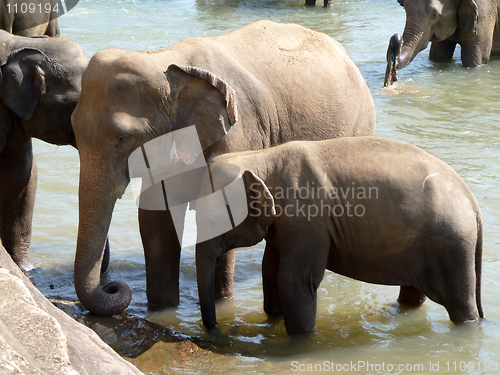 Image of Elephants bathing