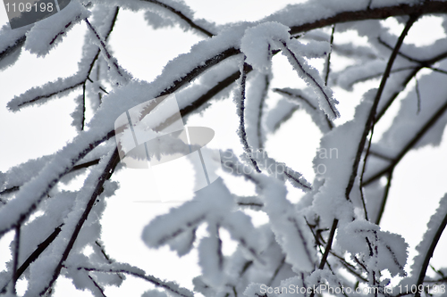 Image of Snovy branches