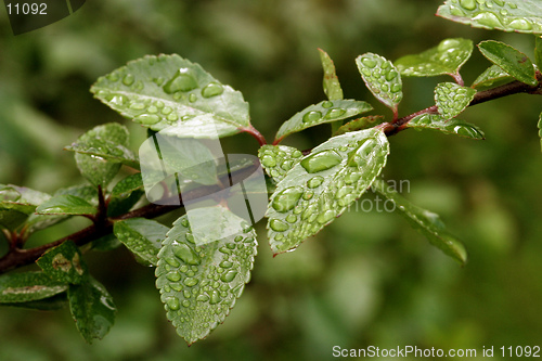 Image of Water Drops on Leaves