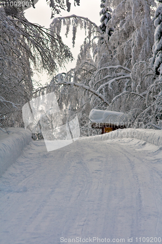 Image of Arched trees