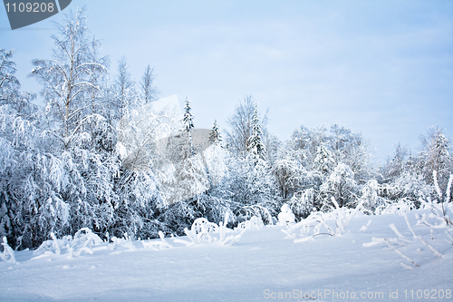 Image of Winter