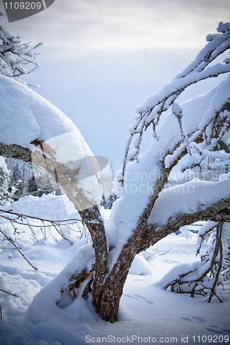 Image of Cracked apple tree