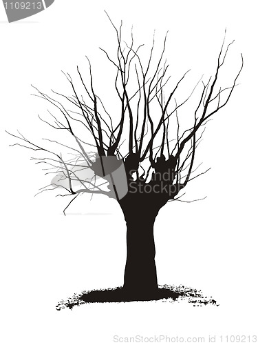 Image of Acacia, tree pruning