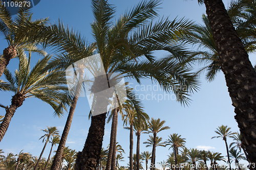 Image of Palm tree tops