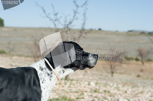 Image of Pointer hunting dog