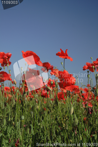 Image of poppy flower field 