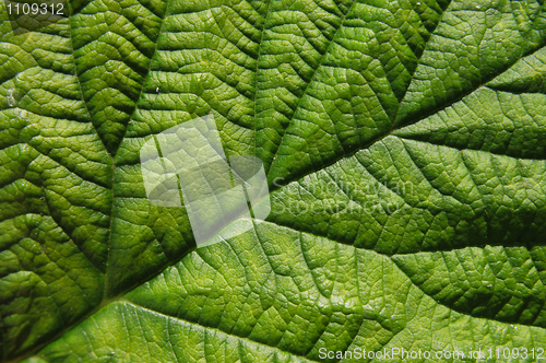 Image of green leaf background