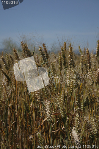 Image of golden corn 