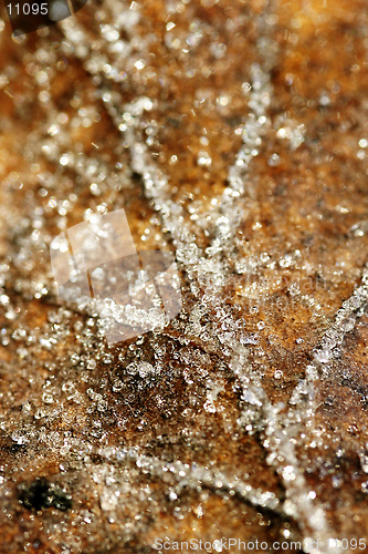 Image of Frosted Leaf