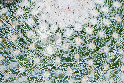 Image of Top of large cactus with sharp spines