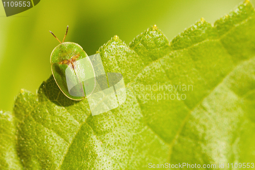 Image of Little green bug sitting on leaf