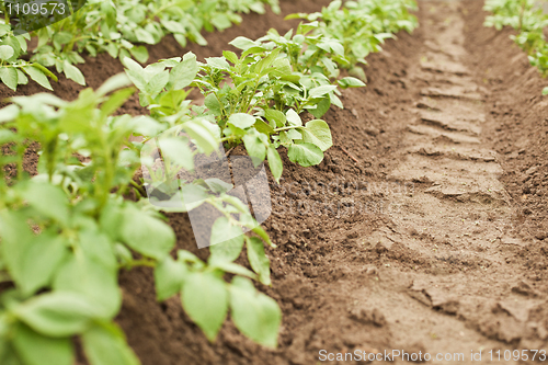 Image of Crops - potatoes growing in rows