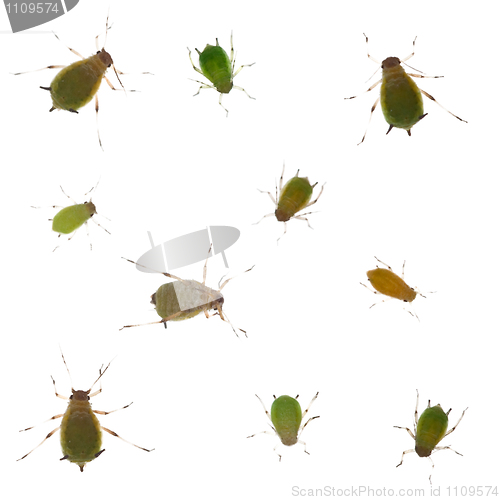 Image of Group of green aphids on white background