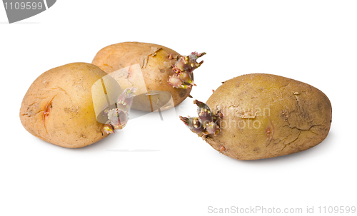 Image of Potato seeds - three tubers on white