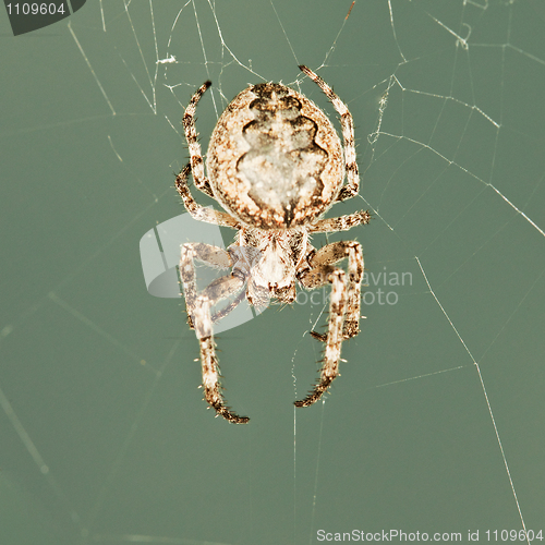 Image of Big spider in web