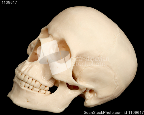 Image of Human skull isolated on black background