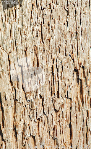 Image of Rotten wood close up