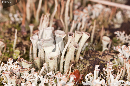 Image of Lichen - Cladonia close-up