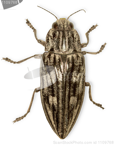 Image of Big black bug isolated on white