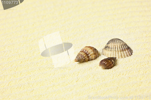 Image of Sea shells lying on beach