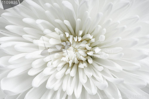 Image of Brightly white beautiful flower close up