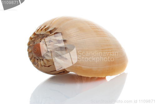 Image of Sea shell 