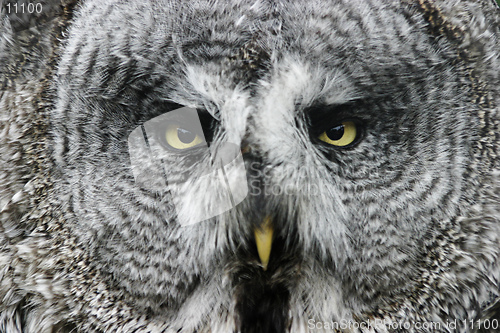 Image of Great Gray Owl