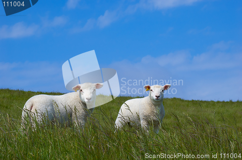 Image of Cute Baby Sheep