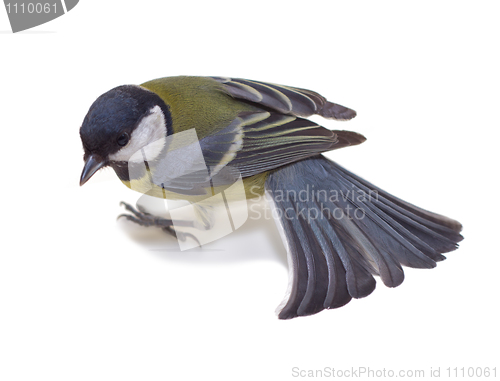 Image of Great Tit, Parus Major