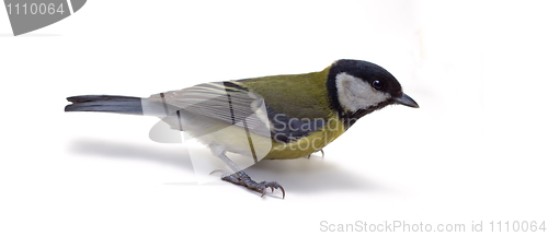 Image of Great Tit, Parus Major