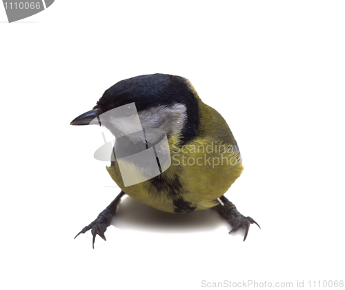 Image of Great Tit, Parus Major