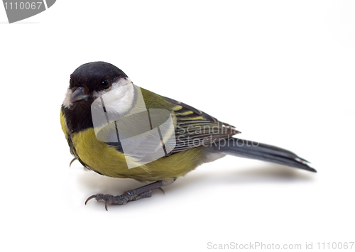 Image of Great Tit, Parus Major