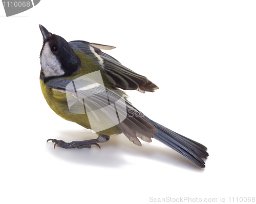 Image of Great Tit, Parus Major